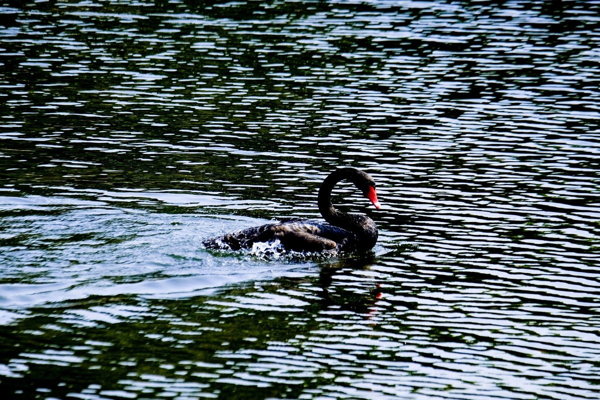 黑天鹅戏水