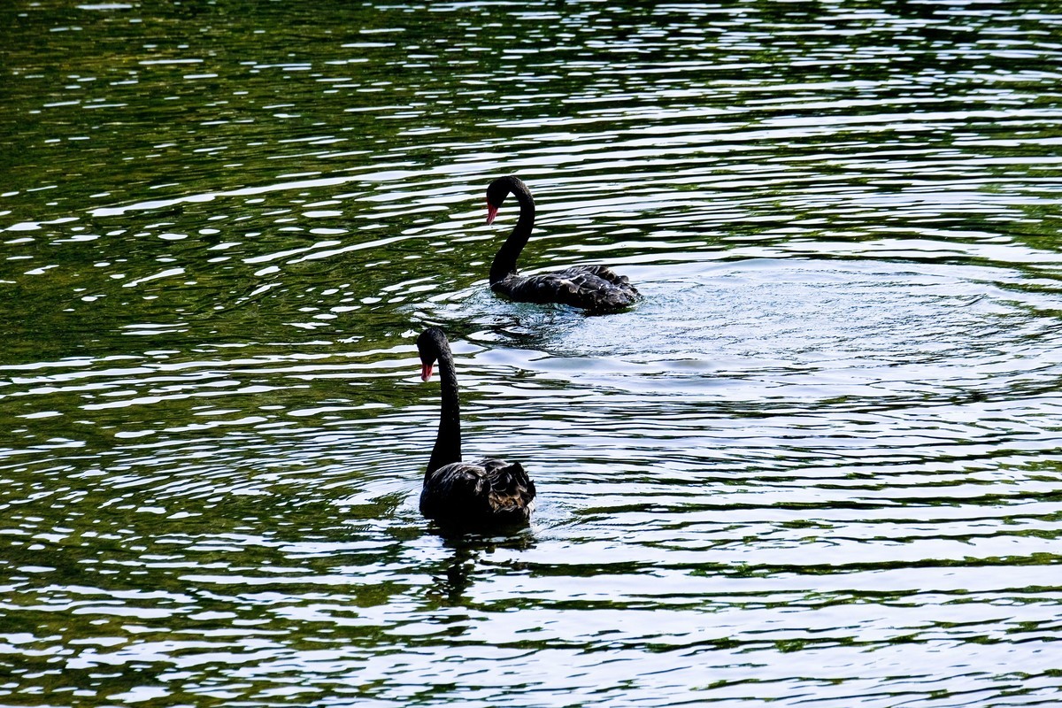 黑天鹅戏水