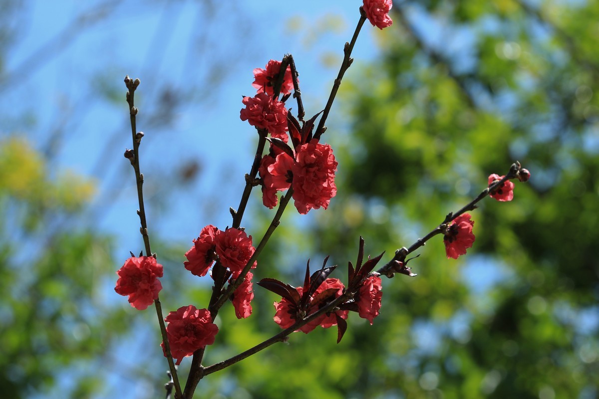 拍摄花卉一（565）