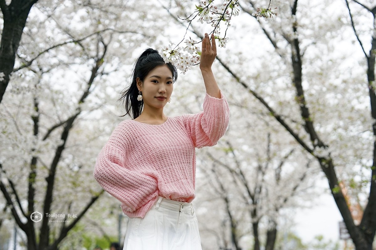 繁樱燃春绘就绯色诗笺