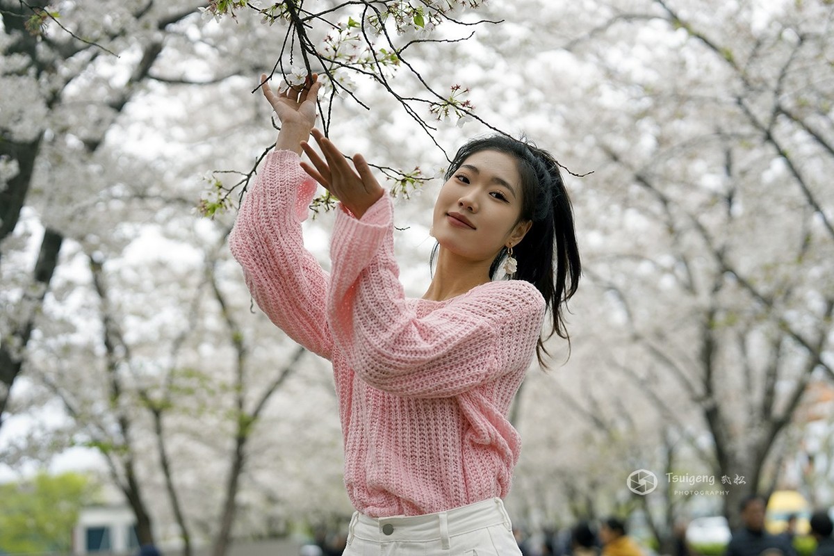 繁樱燃春绘就绯色诗笺