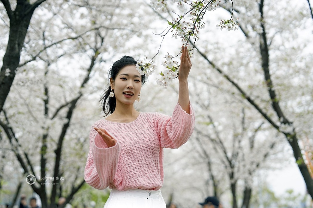 繁樱燃春绘就绯色诗笺