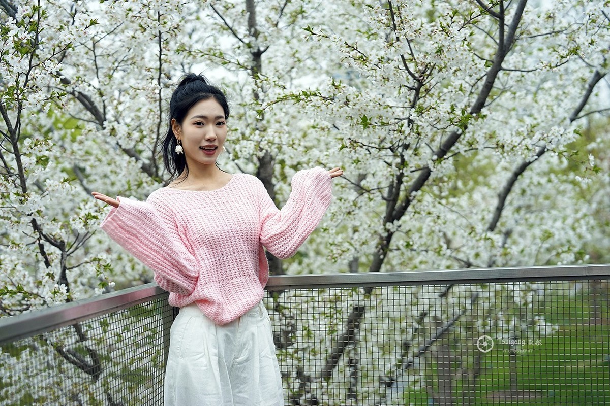 繁樱燃春绘就绯色诗笺