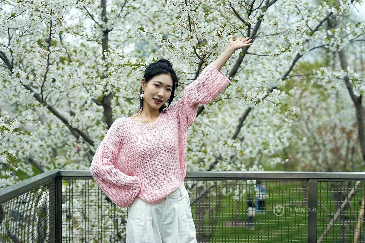 繁樱燃春绘就绯色诗笺