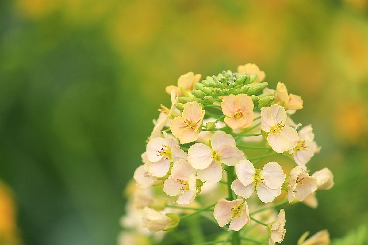 多彩油菜花【一】2025.076