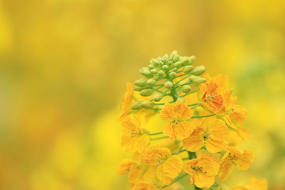 多彩油菜花【一】2025.076