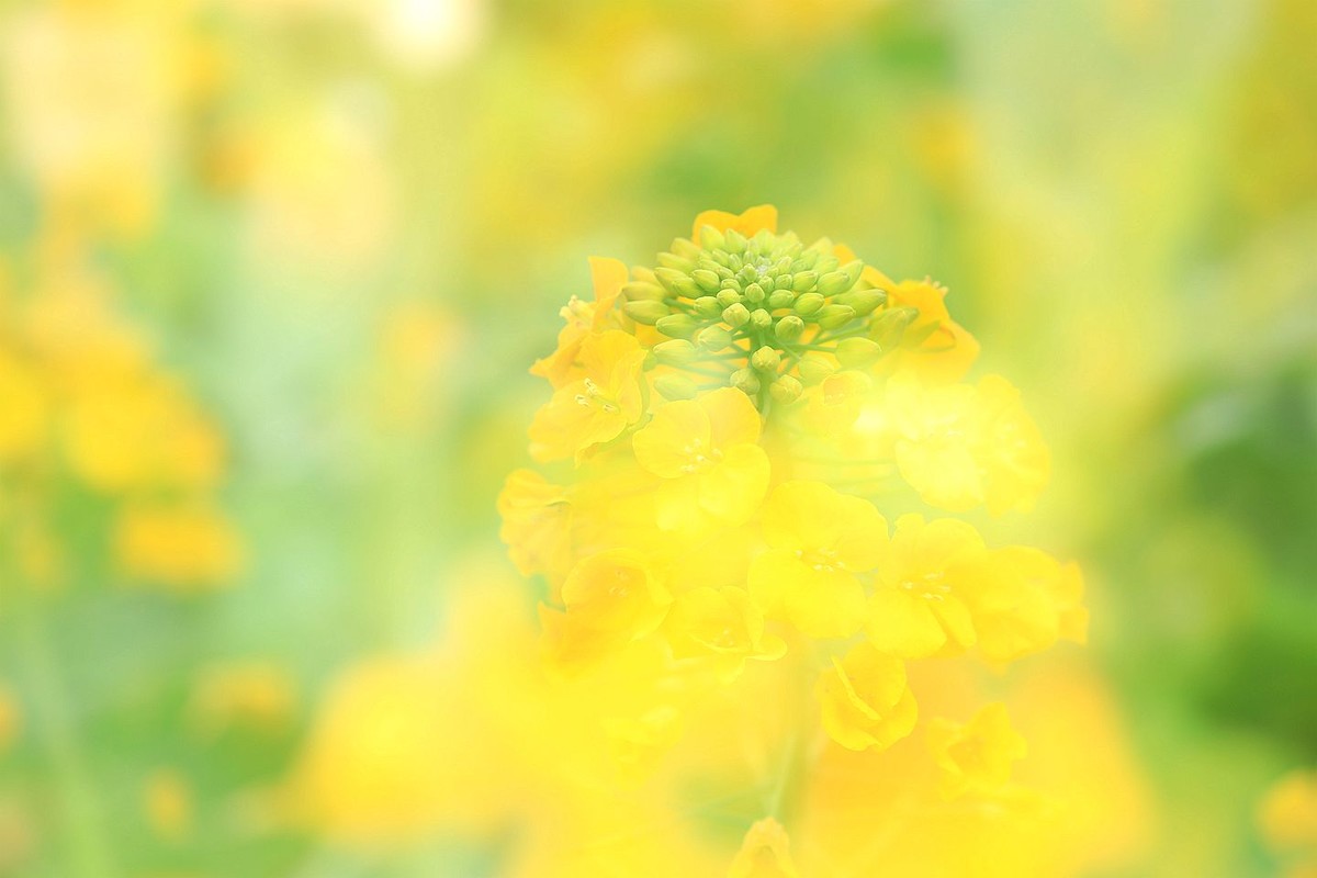 多彩油菜花【一】2025.076