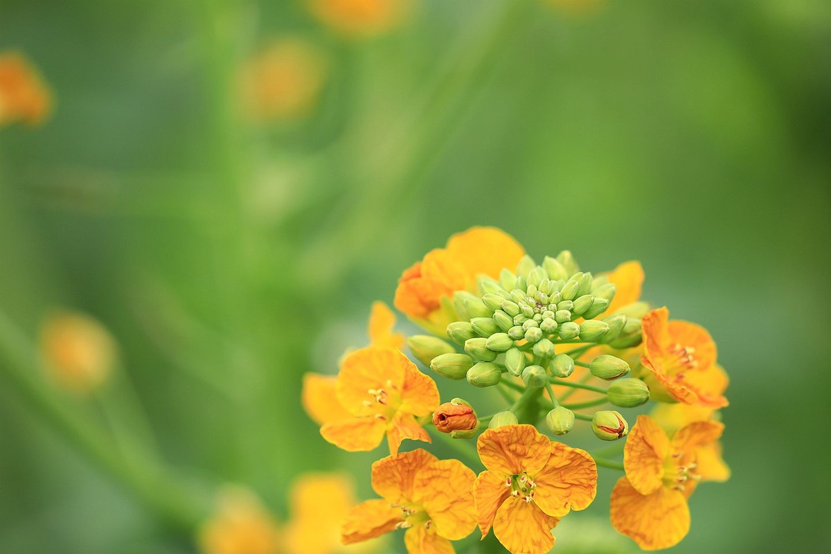 多彩油菜花【一】2025.076