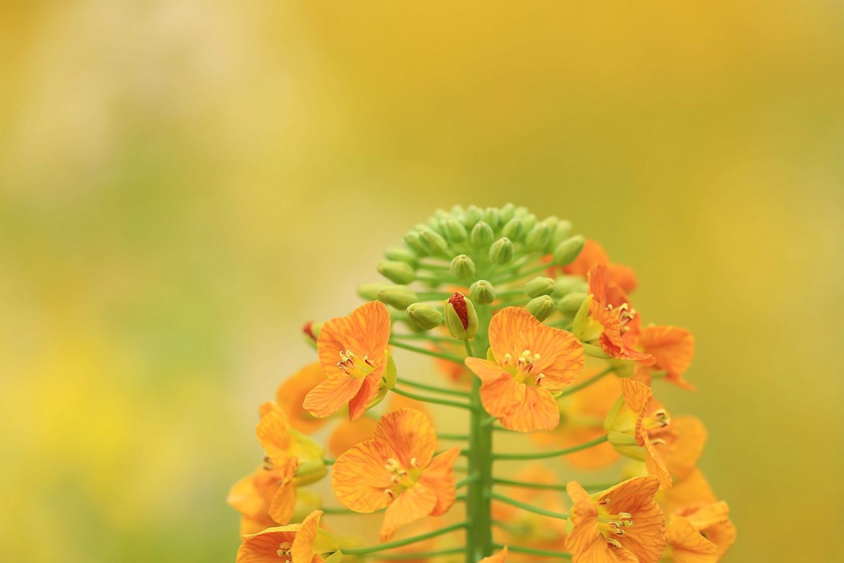 多彩油菜花【一】2025.076