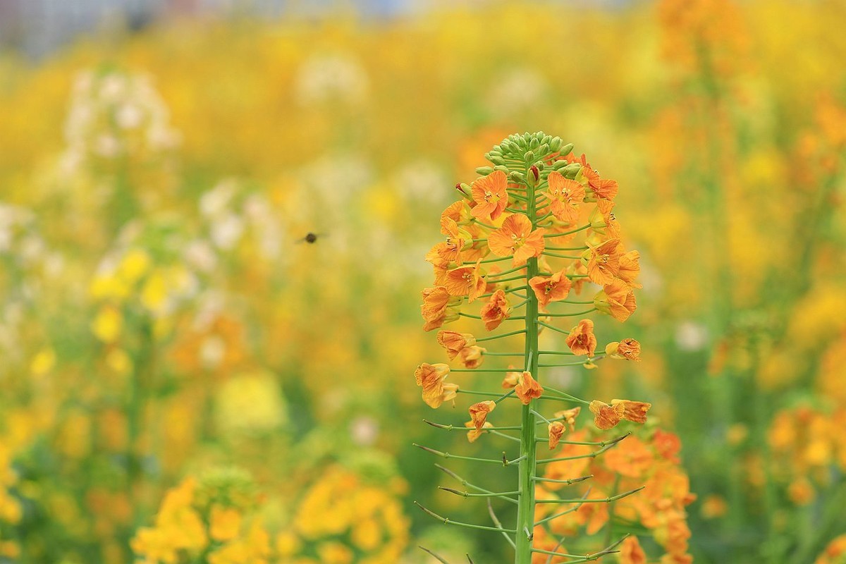 多彩油菜花【一】2025.076