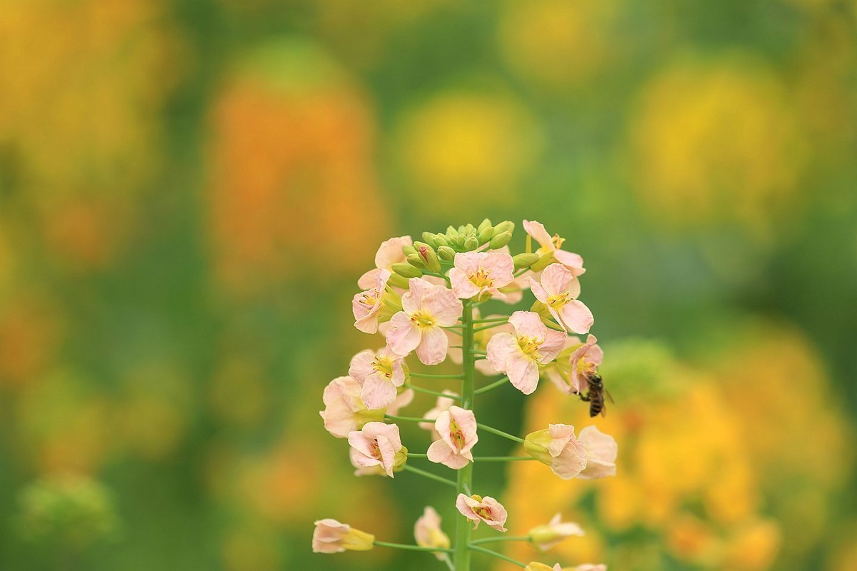 多彩油菜花【一】2025.076