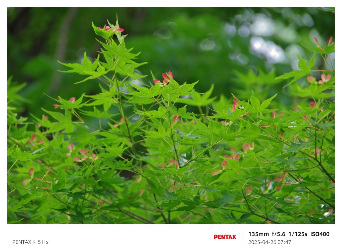 宾得K52S搭配18-135试机