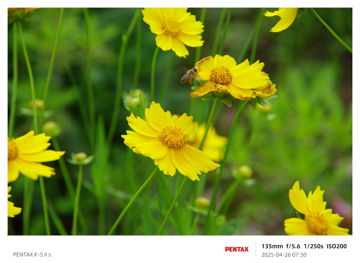 宾得K52S搭配18-135试机