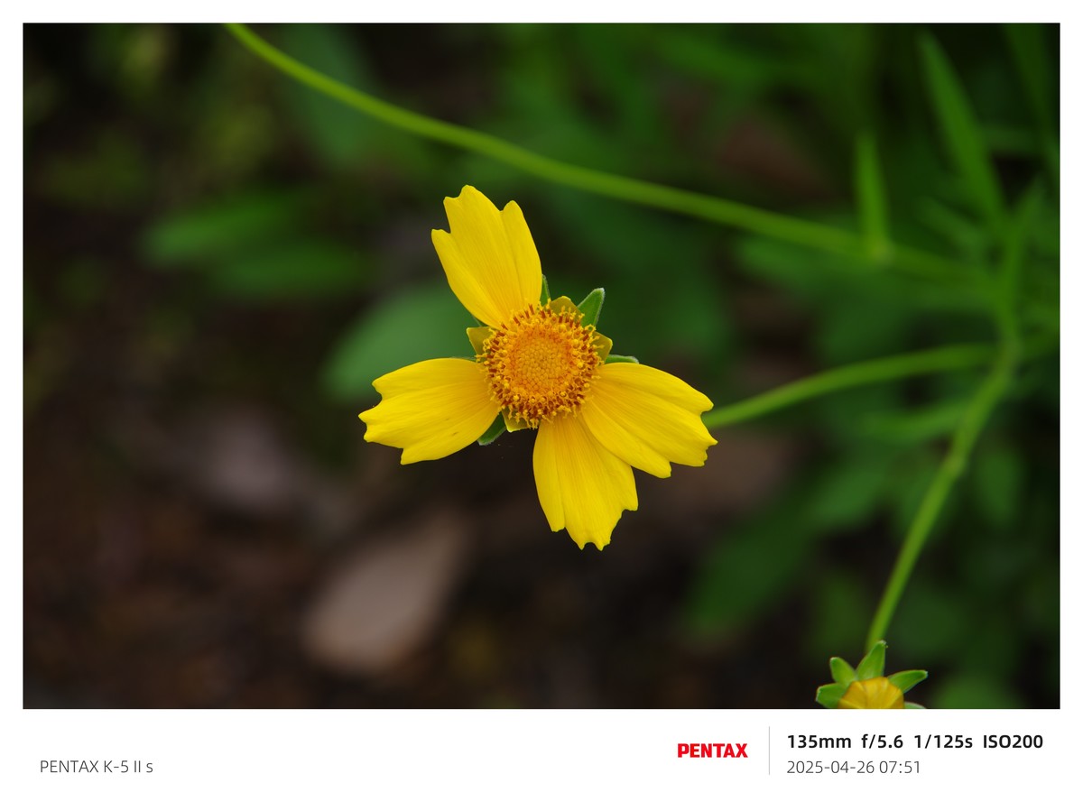 宾得K52S搭配18-135试机