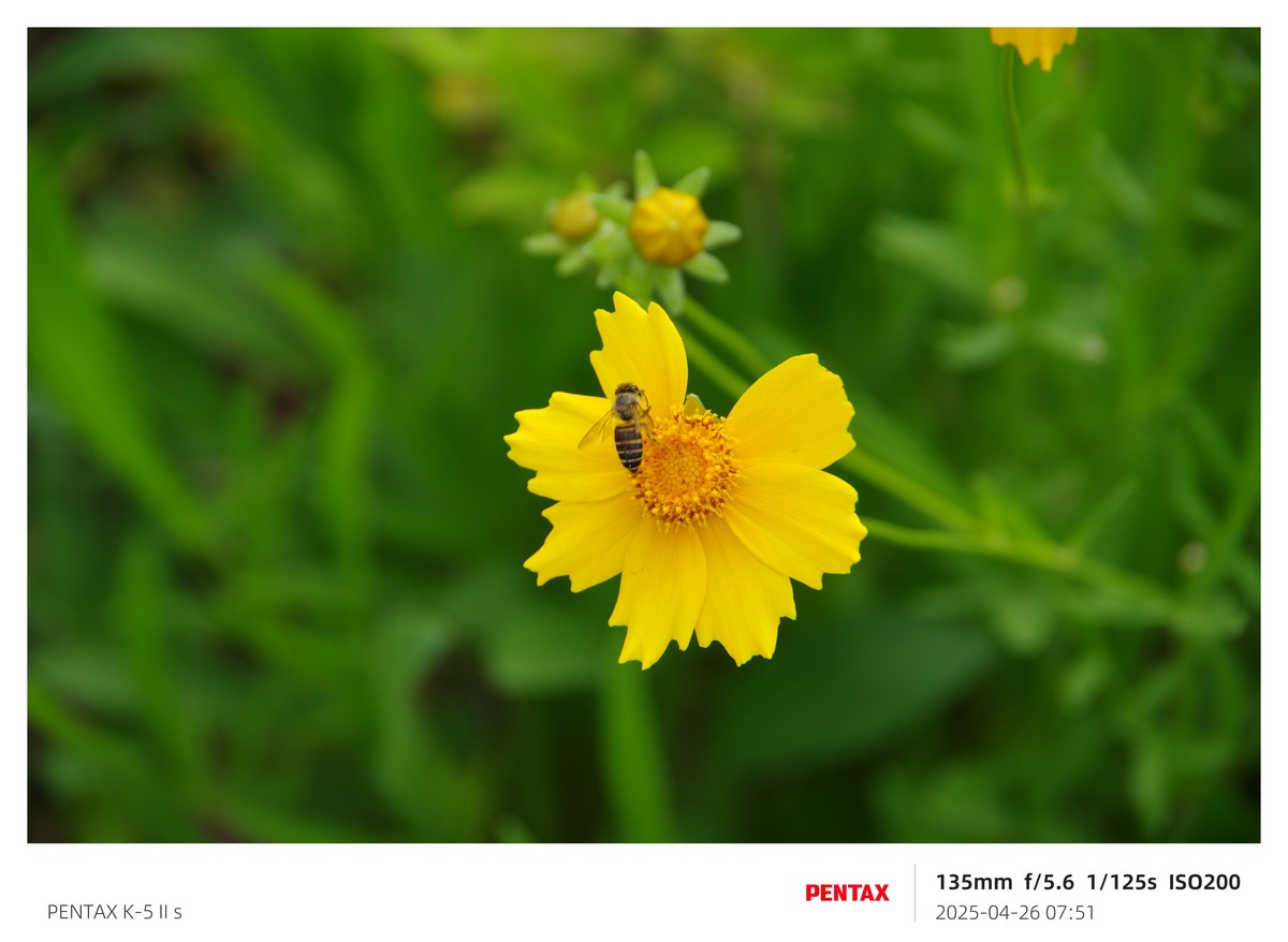 宾得K52S搭配18-135试机