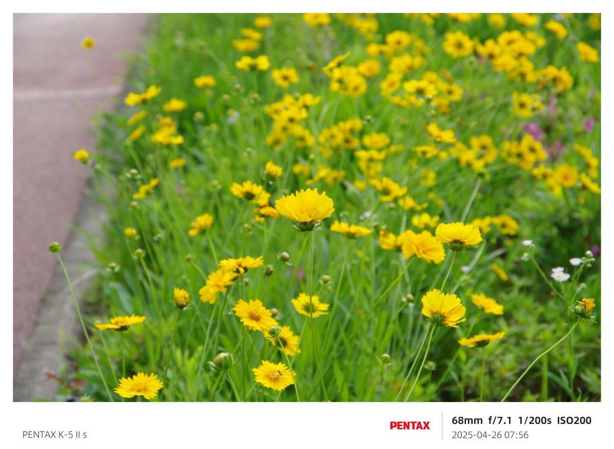 宾得K52S搭配18-135试机