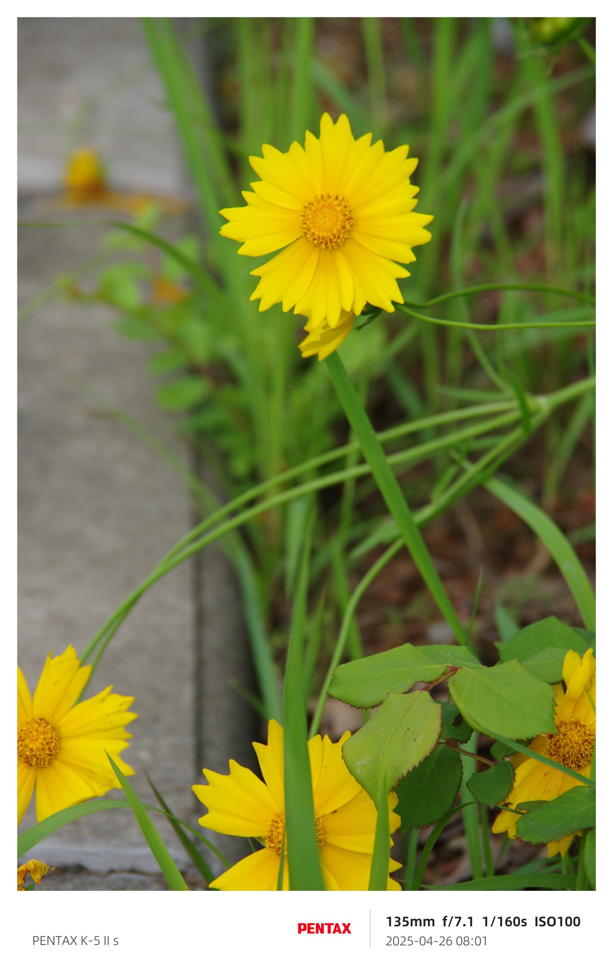 宾得K52S搭配18-135试机