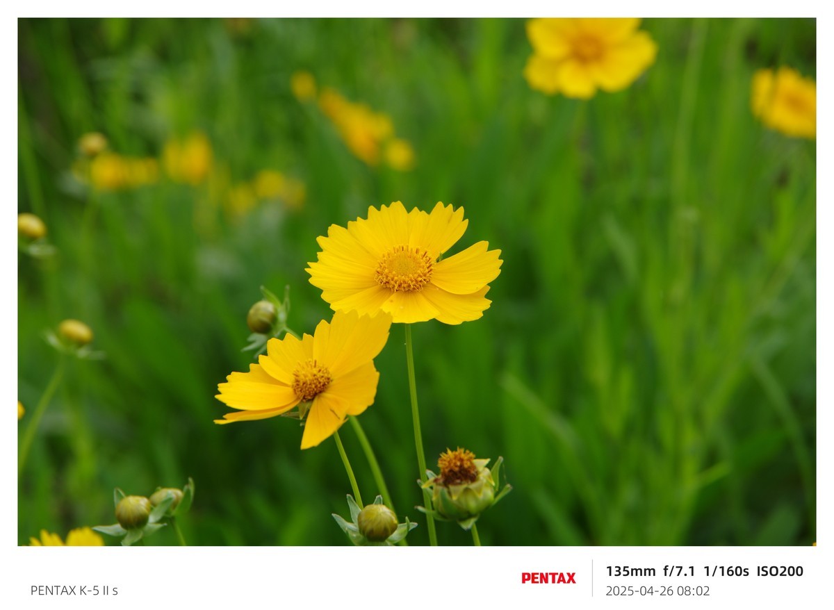 宾得K52S搭配18-135试机