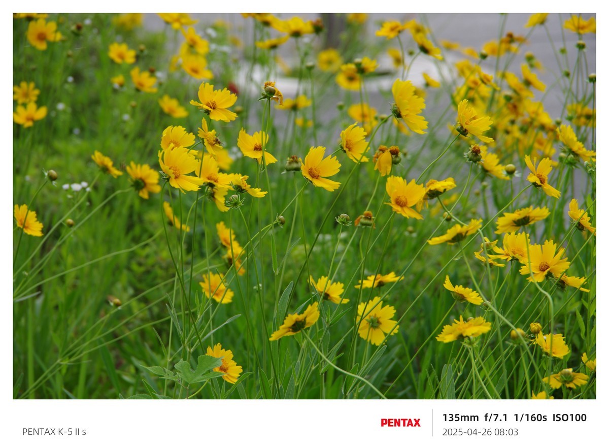 宾得K52S搭配18-135试机