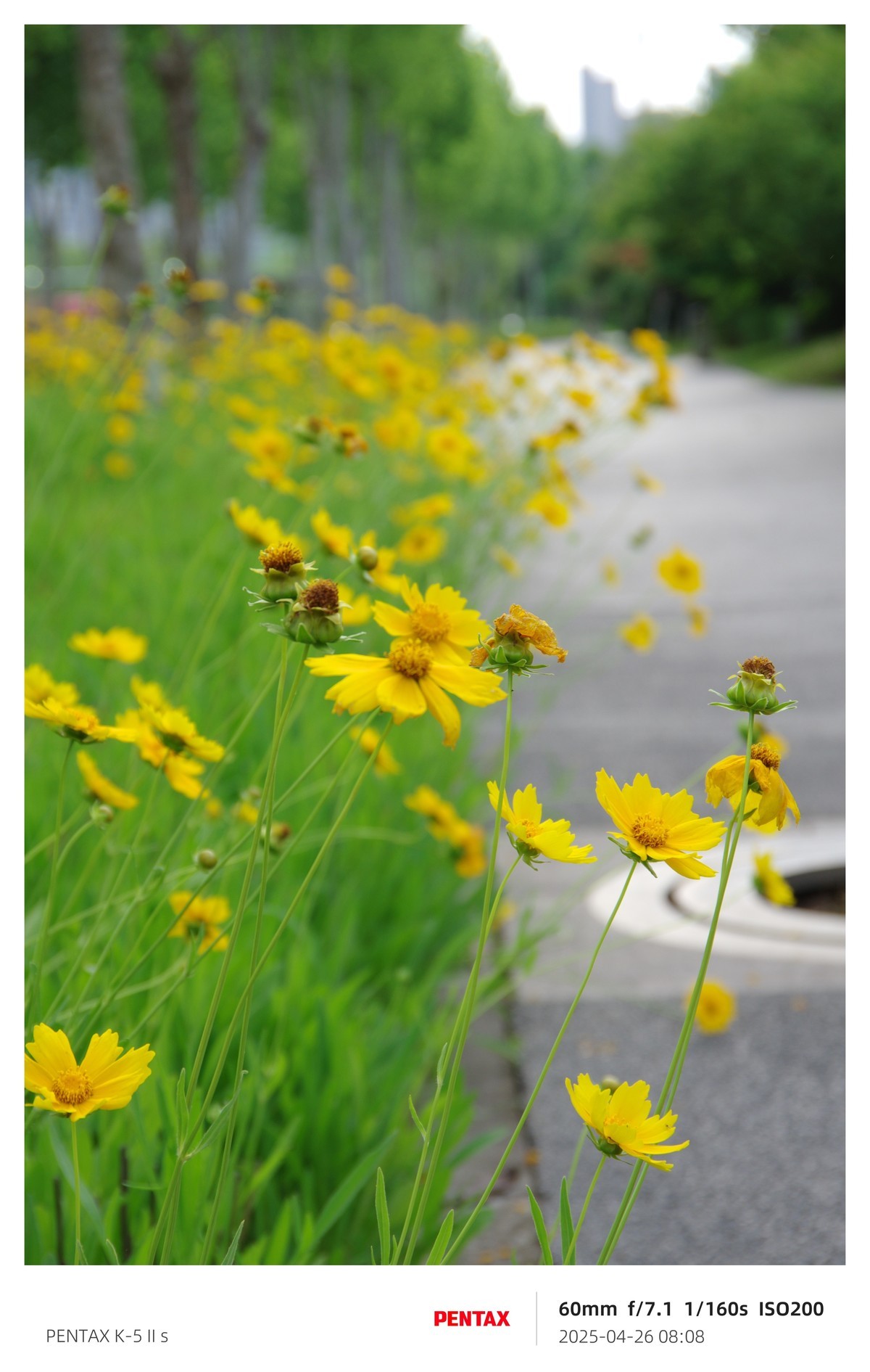 宾得K52S搭配18-135试机