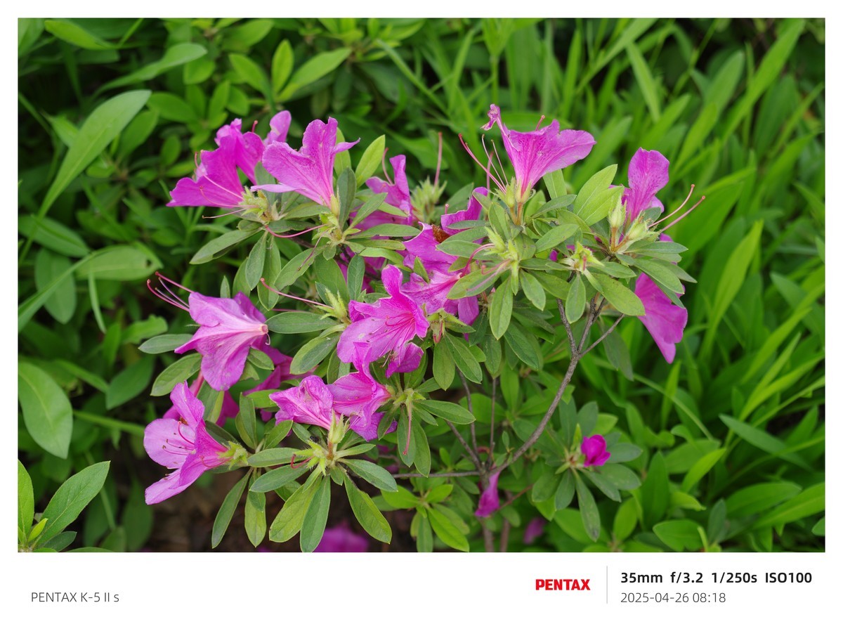 宾得K52S搭配18-135试机