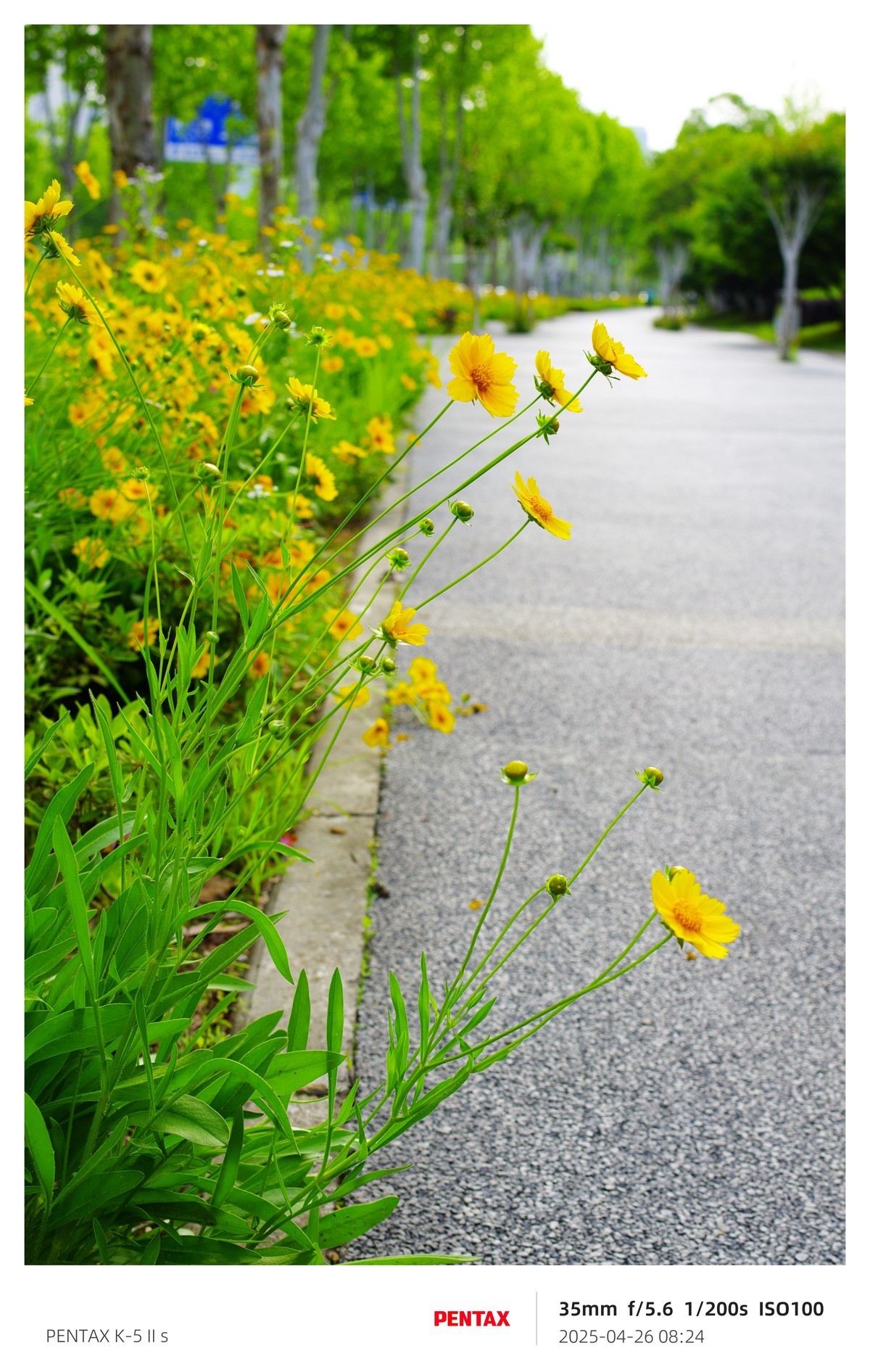 宾得K52S搭配18-135试机