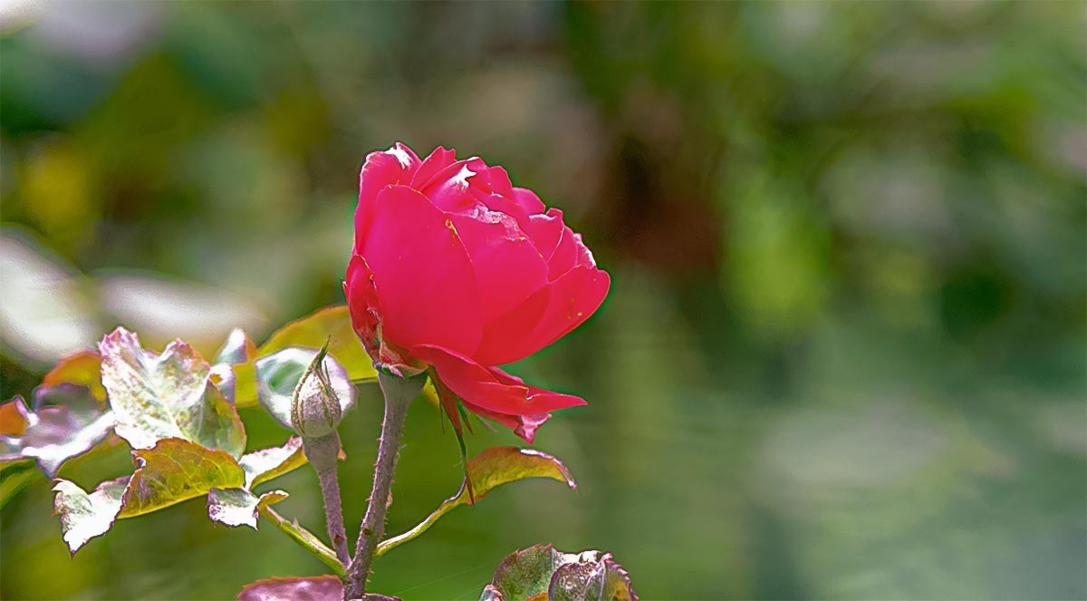 花                                      卉