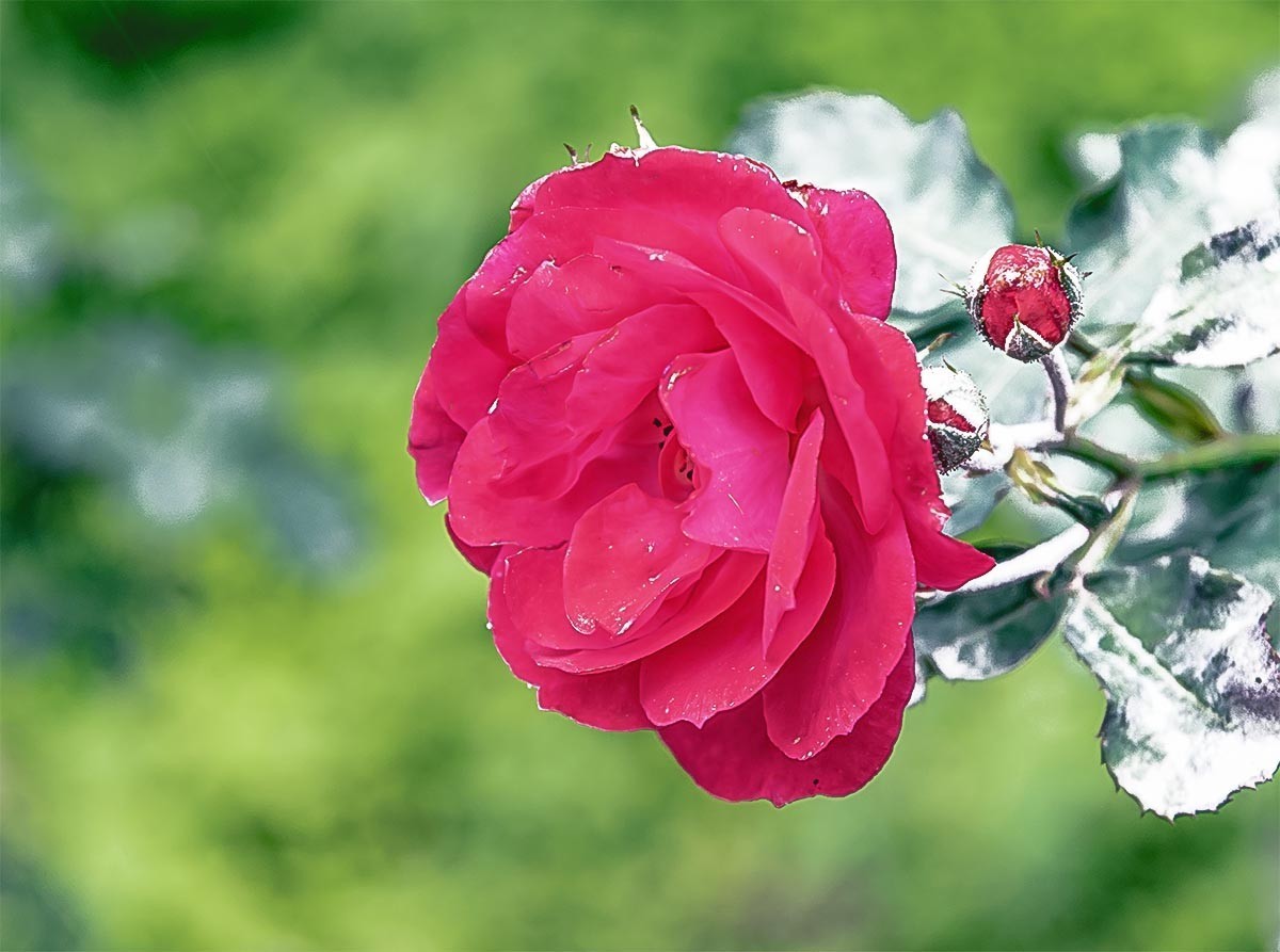 花                                      卉