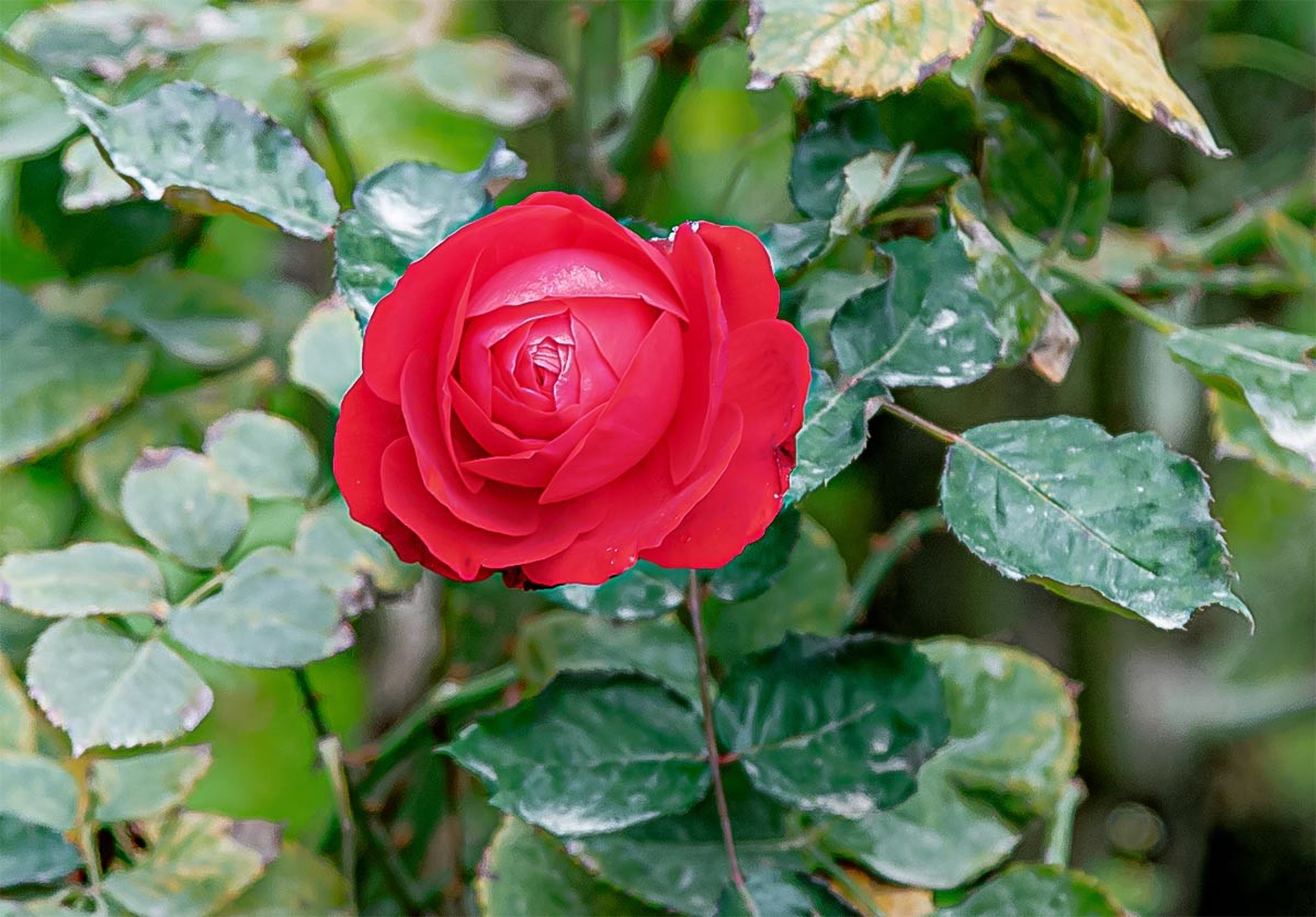 花                                      卉