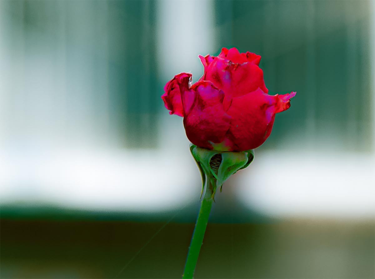 花                                      卉