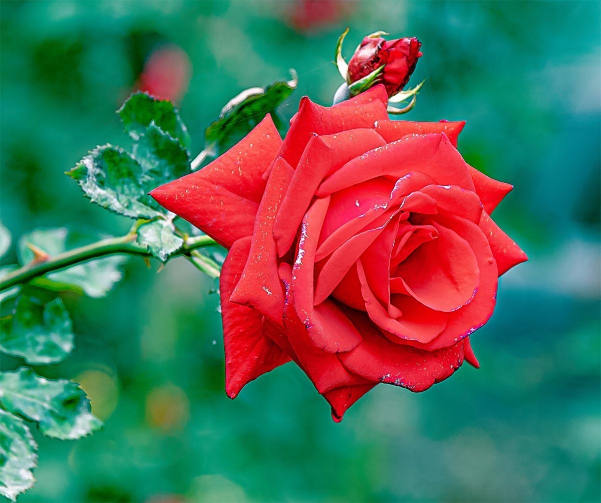 花                                      卉