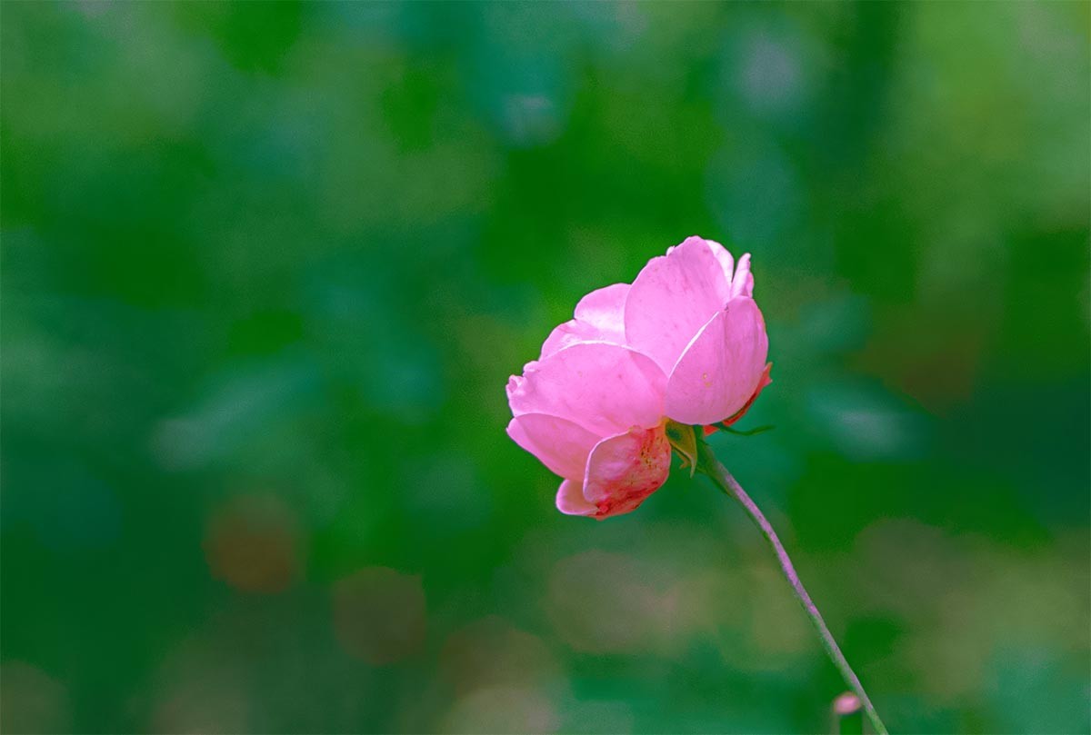 花                                      卉