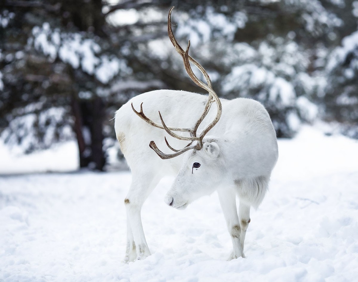 2021冬日雪地里的动物们贰