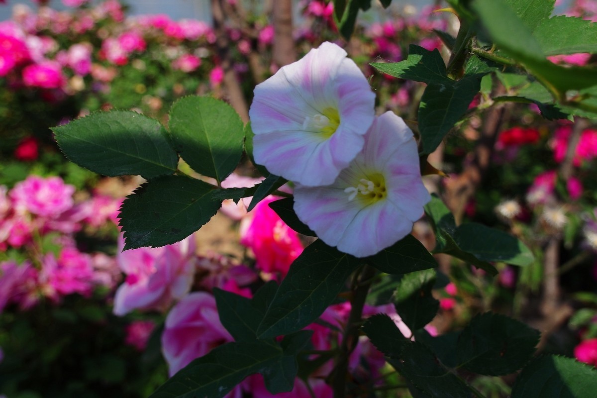 不走寻常路，超广也拍花