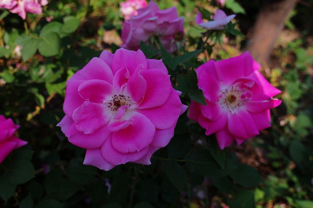 不走寻常路，超广也拍花