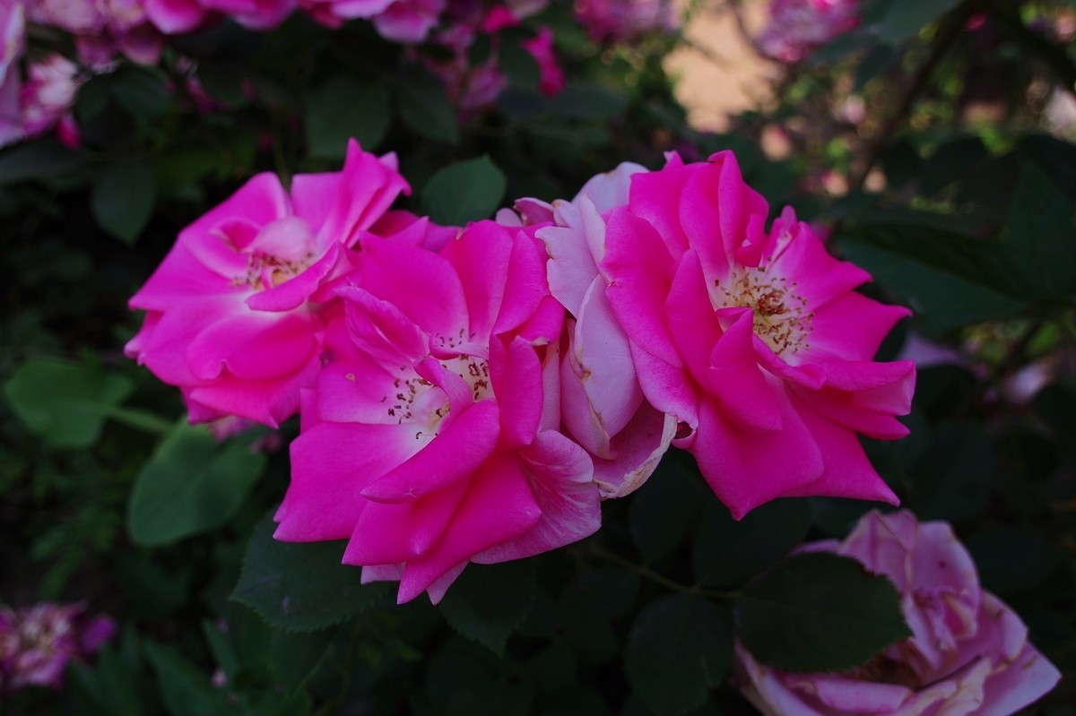 不走寻常路，超广也拍花