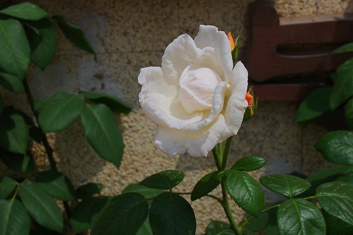 不走寻常路，超广也拍花