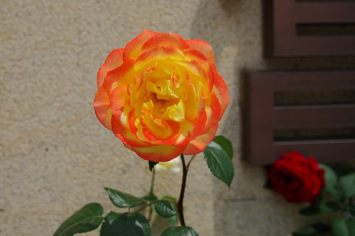 不走寻常路，超广也拍花