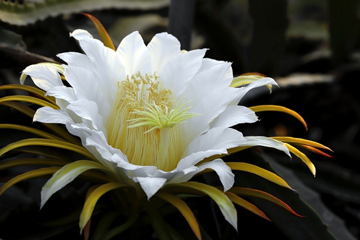 夏日火龙果花朵朵开