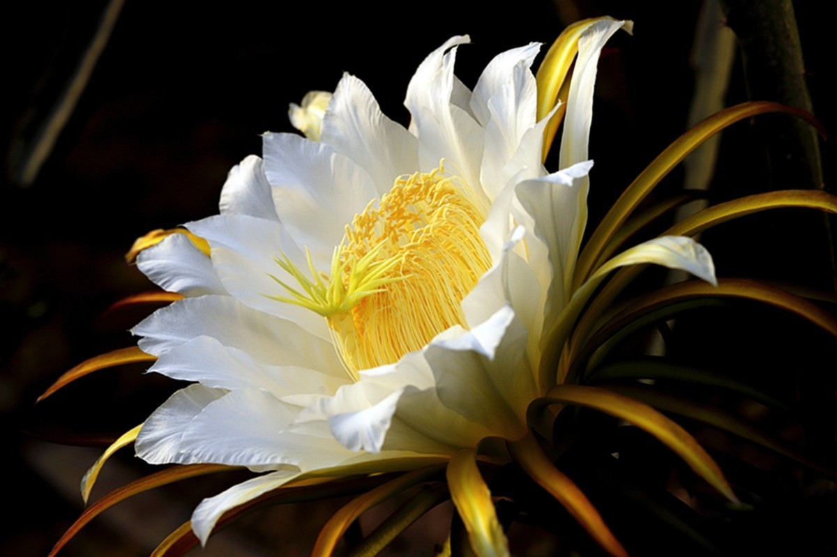 夏日火龙果花朵朵开