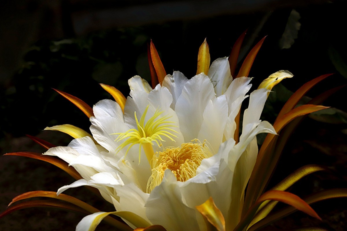 夏日火龙果花朵朵开