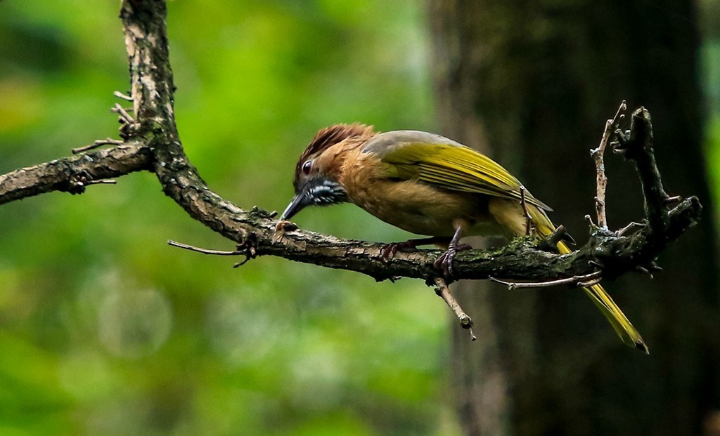 《生态》鸟片抓拍 10