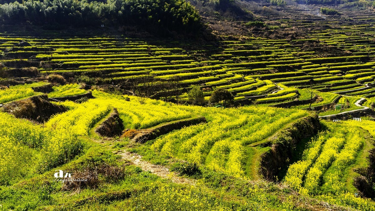 三月下江南——岭南覆卮山油菜花梯田（8）