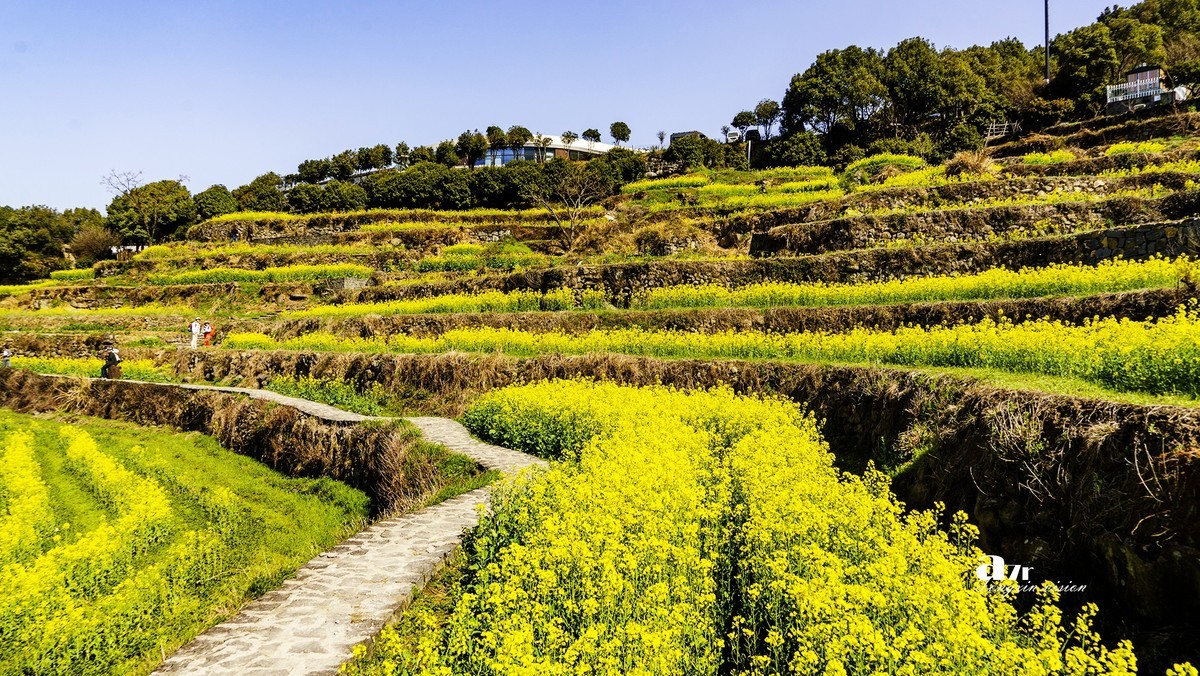 三月下江南——岭南覆卮山油菜花梯田（8）