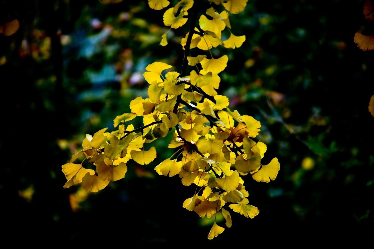 小品——秋叶情 （四）