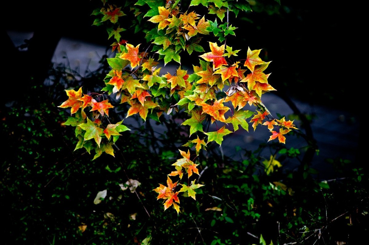 小品——秋叶情 （四）