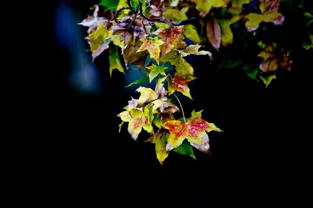 小品——秋叶情 （四）