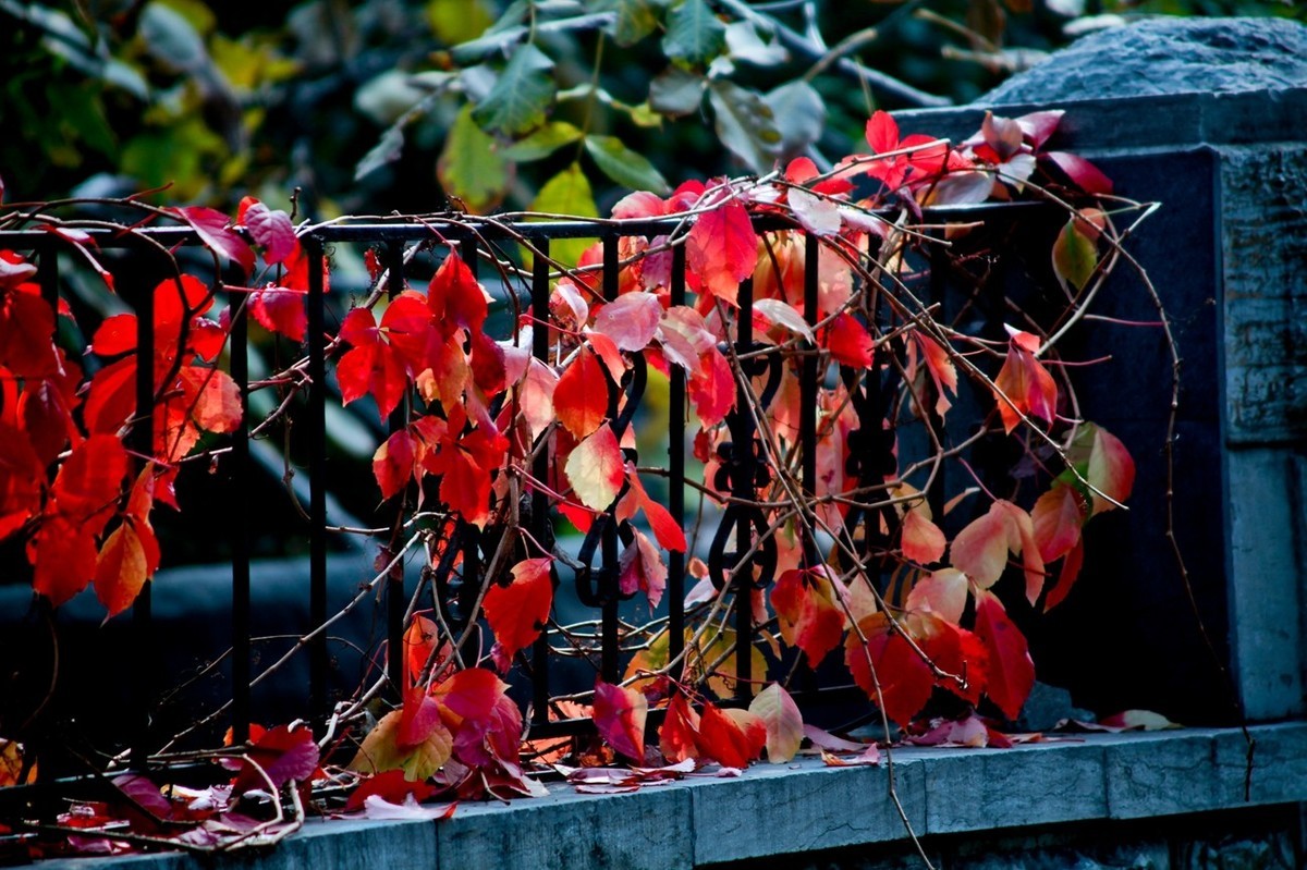 小品——秋叶情 （四）