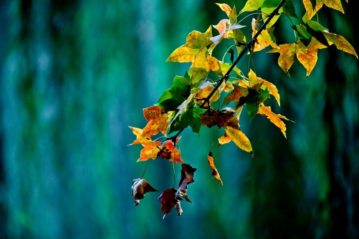 小品——秋叶情 （四）