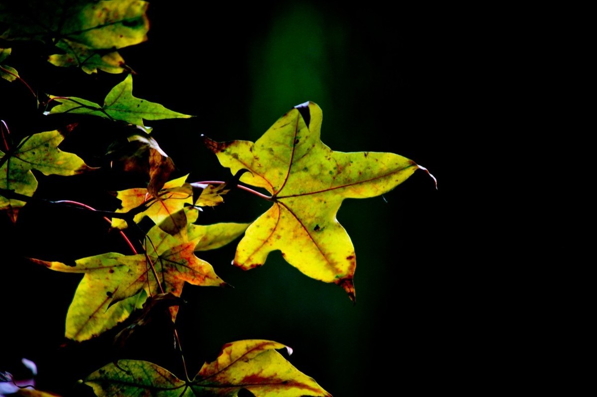 小品——秋叶情 （四）